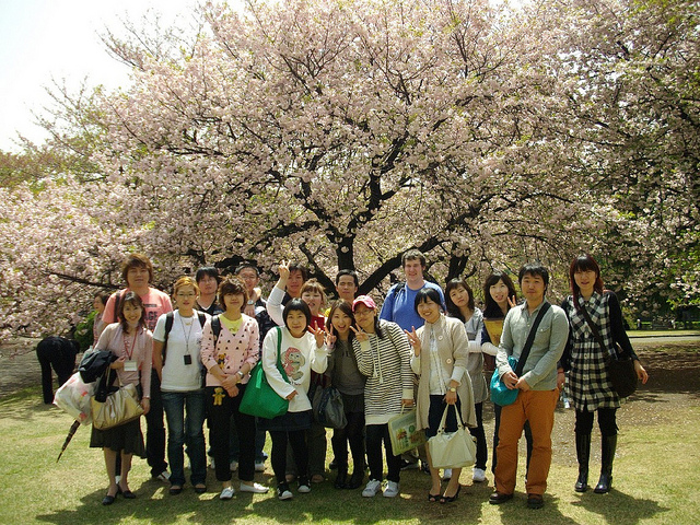 KCP students during hanami season
