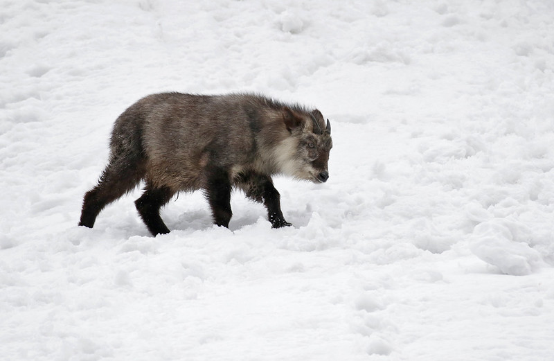 Japanese serow in the snow