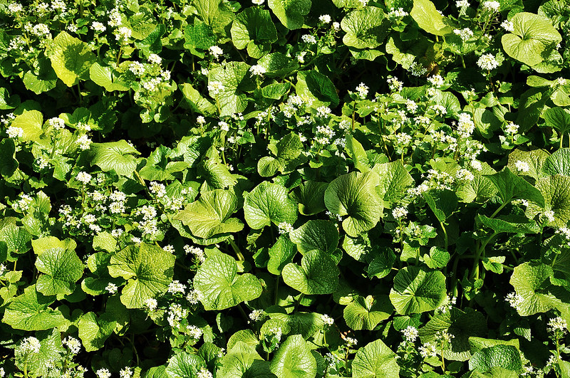Wasabi plant