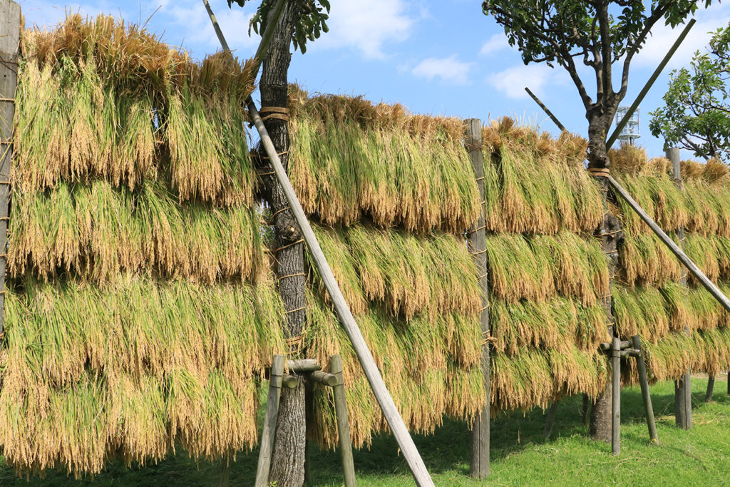 Harvested rice drying