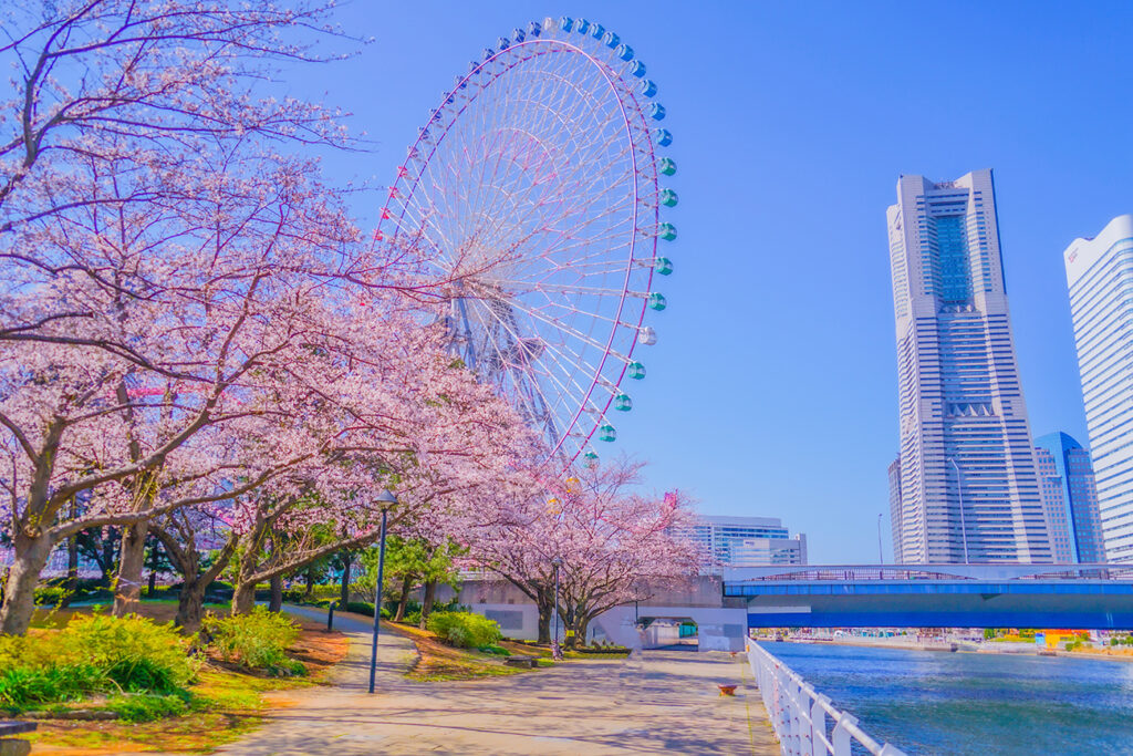 Yokohama Minato Mirai cherry blossoms in Yokohama-city kanagawa prefecture